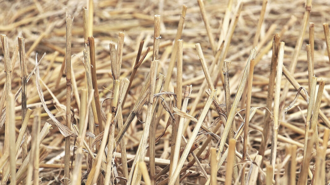 How are Bamboo Straws Revolutionizing the Eco-friendly Domain?