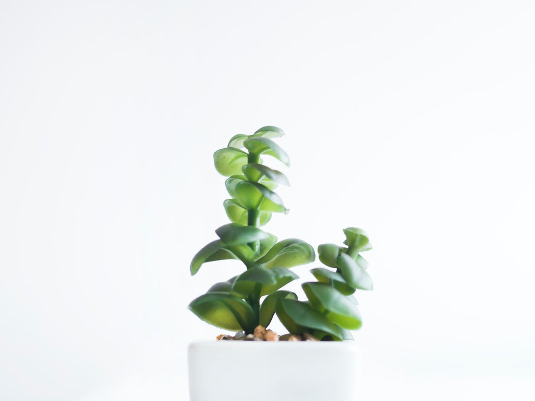 The Importance of Green Living in Our Life and Environment