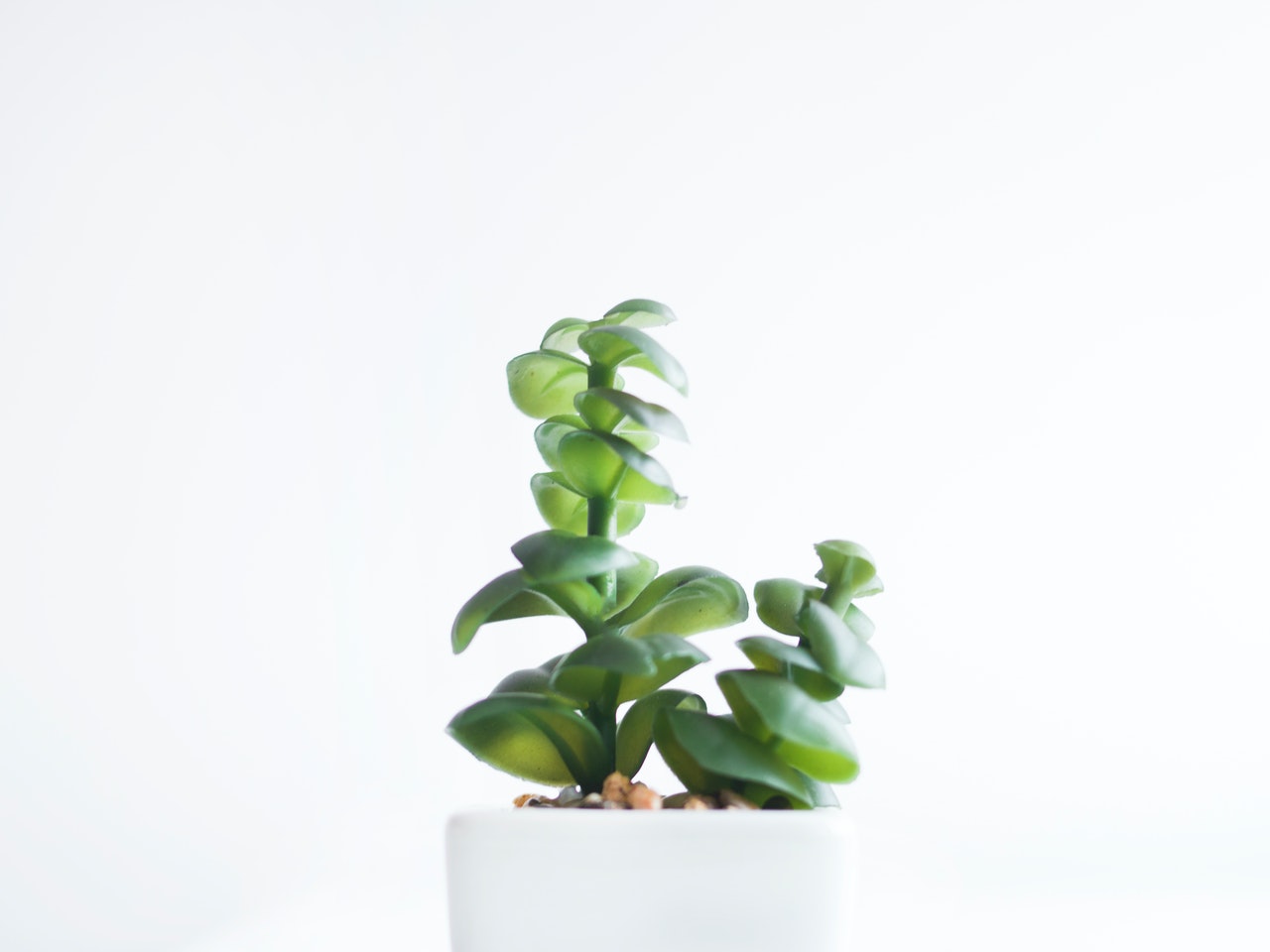The Importance of Green Living in Our Life and Environment